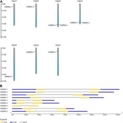 Genome-Wide Identification of Apple Atypical bHLH Subfamily PRE Members and Functional Characterization of MdPRE4.3 in Response to Abiotic Stress